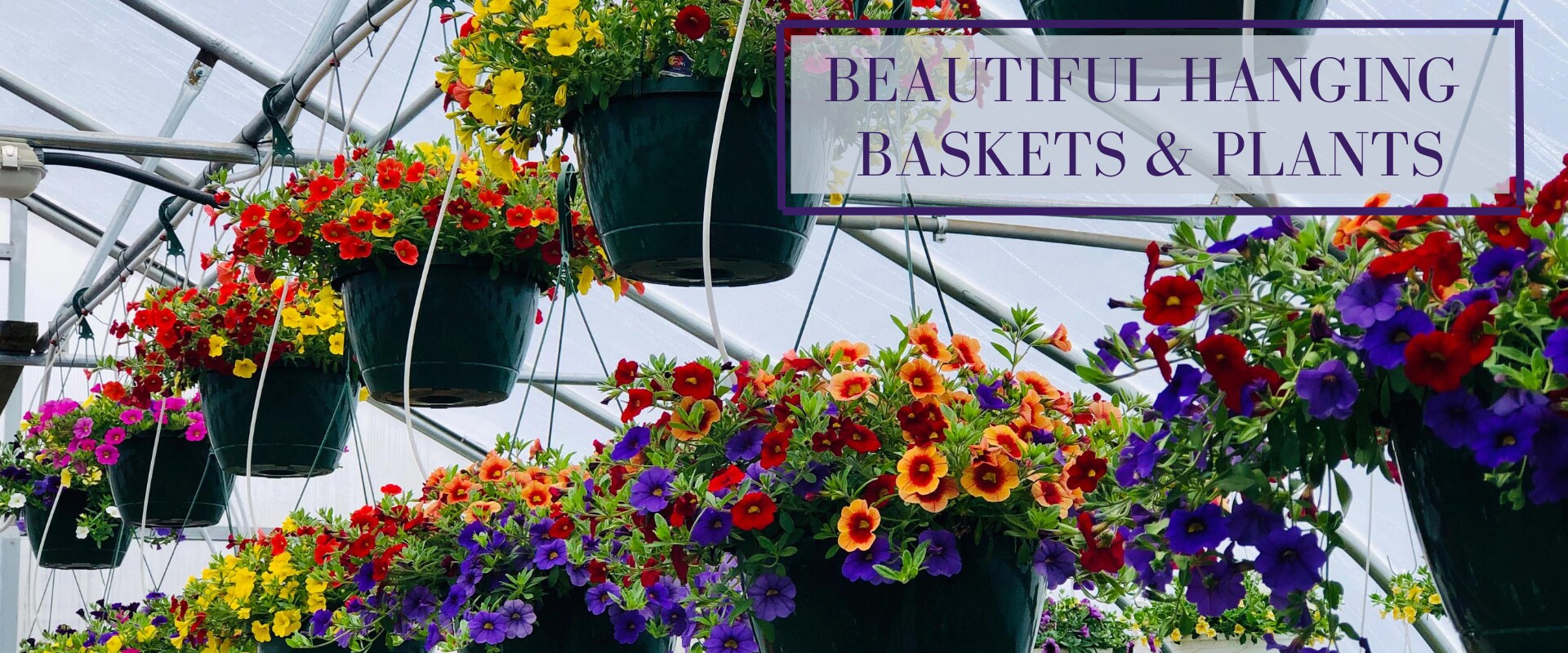 Flower Delivery to Cheshire by Cheshire Nursery Garden Center and Florist